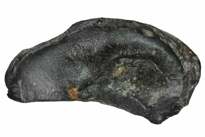 Fossil Whale Ear Bone - Miocene #99965